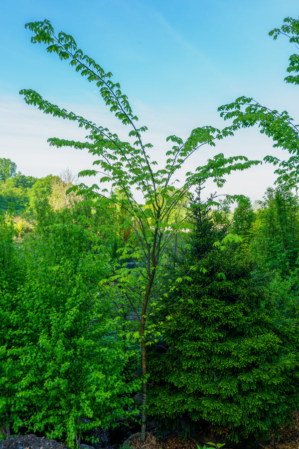 Princeton American Elm - Elm - Shade Trees