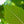 Load image into Gallery viewer, Princeton American Elm