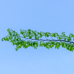 Princeton American Elm - Elm - Shade Trees