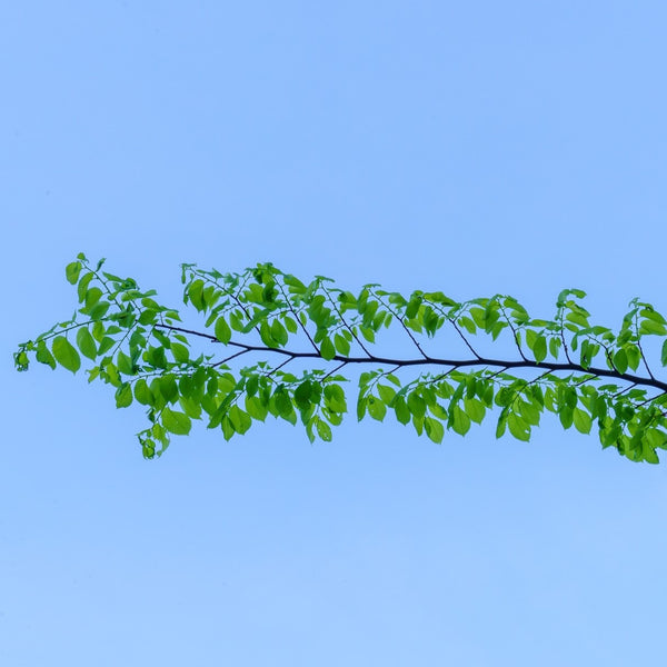 Princeton American Elm - Elm - Shade Trees