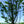 Load image into Gallery viewer, Princeton American Elm - Elm - Shade Trees