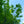 Load image into Gallery viewer, Princeton American Elm - Elm - Shade Trees