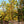 Load image into Gallery viewer, Princeton American Elm