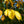 Load image into Gallery viewer, Princeton American Elm