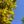 Load image into Gallery viewer, Princeton American Elm