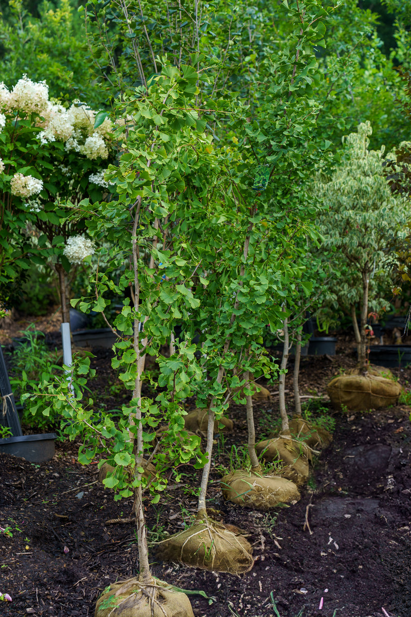 Princeton Sentry Ginkgo – Plant Detectives