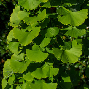 Princeton Sentry Ginkgo