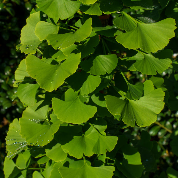 Princeton Sentry Ginkgo