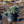 Load image into Gallery viewer, Procumbens Colorado Spruce - Spruce - Conifers