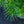 Load image into Gallery viewer, Propeller Japanese Umbrella Pine