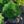 Load image into Gallery viewer, Propeller Japanese Umbrella Pine