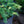 Load image into Gallery viewer, Prostrate Beauty Deodar Cedar
