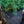 Load image into Gallery viewer, Prostrate Beauty Deodar Cedar