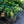 Load image into Gallery viewer, Prostrate Beauty Deodar Cedar