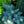 Load image into Gallery viewer, Prostrate Colorado Blue Spruce