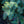 Load image into Gallery viewer, Prostrate Colorado Blue Spruce