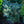 Load image into Gallery viewer, Prostrate Colorado Blue Spruce