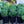 Load image into Gallery viewer, Provence Lavender
