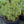 Load image into Gallery viewer, Provence Lavender