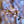 Load image into Gallery viewer, Yoshino Cherry - Cherry - Flowering Trees