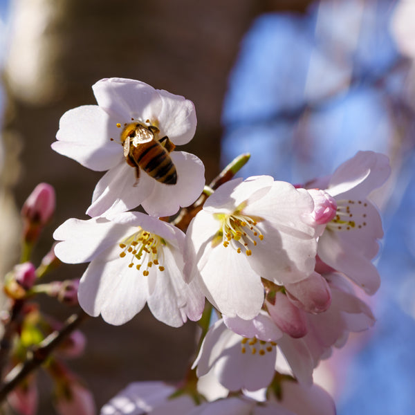 Akebono Flowering Cherry - Cherry - Flowering Trees