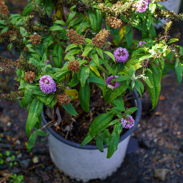 Pugster Blue Butterfly Bush