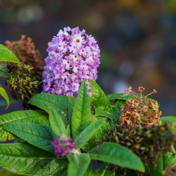 Pugster Blue Butterfly Bush
