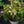 Load image into Gallery viewer, Pugster Blue Butterfly Bush