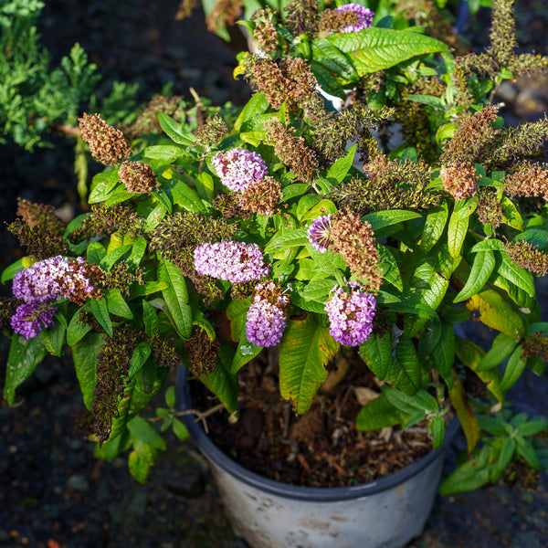 Pugster Blue Butterfly Bush