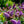 Load image into Gallery viewer, Pugster Pink Butterfly Bush - Butterfly Bush - Shrubs