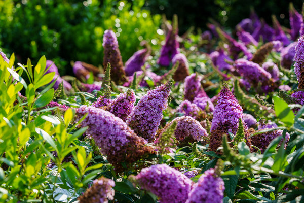 Pugster Pink Butterfly Bush