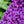 Load image into Gallery viewer, Pugster Pink Butterfly Bush - Butterfly Bush - Shrubs
