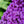 Load image into Gallery viewer, Pugster Pink Butterfly Bush - Butterfly Bush - Shrubs