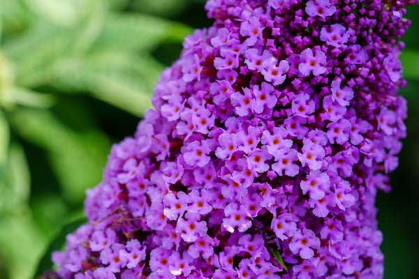 Pugster Pink Butterfly Bush