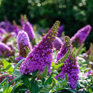 Pugster Pink Butterfly Bush