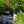 Load image into Gallery viewer, Pugster Pink Butterfly Bush