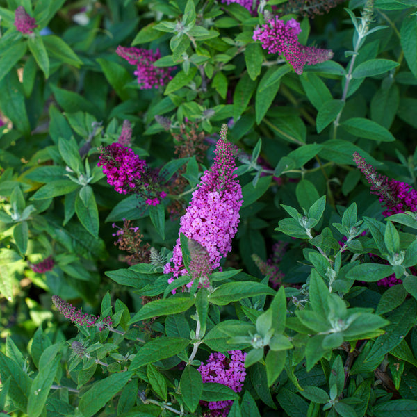 Pugster Pinker Butterfly Bush