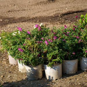 Pugster Pinker Butterfly Bush