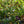 Load image into Gallery viewer, Pugster White Butterfly Bush
