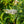 Load image into Gallery viewer, Pugster White Butterfly Bush
