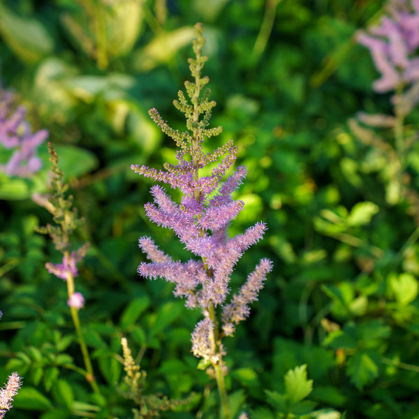 Pumila Chinese Astilbe