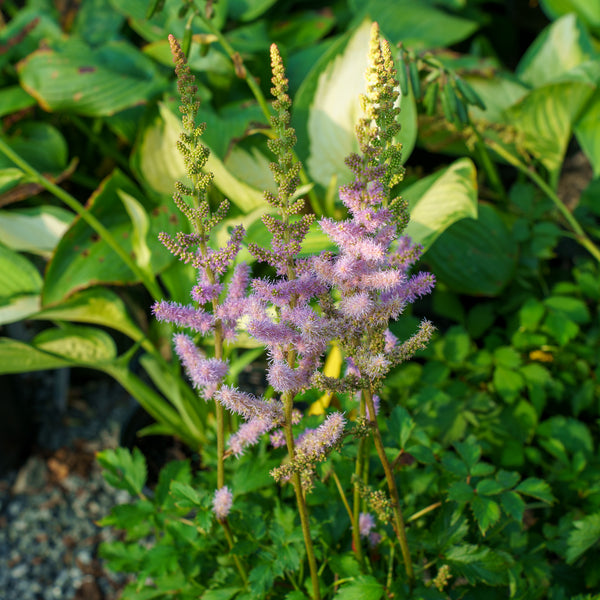 Pumila Chinese Astilbe