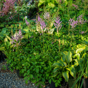 Pumila Chinese Astilbe
