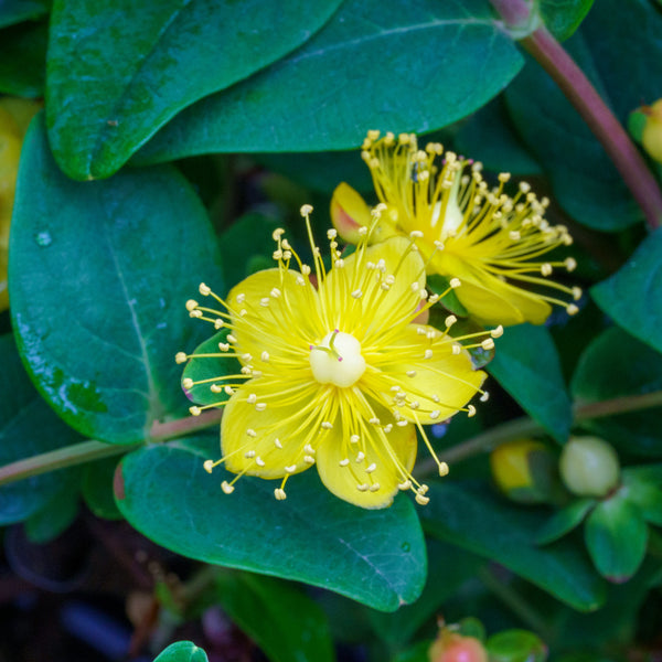 Pumpkin St. John's Wort