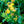 Load image into Gallery viewer, Pumpkin St. John's Wort - St. John's Wort - Shrubs