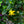 Load image into Gallery viewer, Pumpkin St. John's Wort