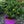 Load image into Gallery viewer, Pumpkin St. John's Wort