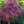 Load image into Gallery viewer, Pung Kil Japanese Maple - Japanese Maple - Japanese Maples