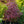 Load image into Gallery viewer, Pung Kil Japanese Maple - Japanese Maple - Japanese Maples