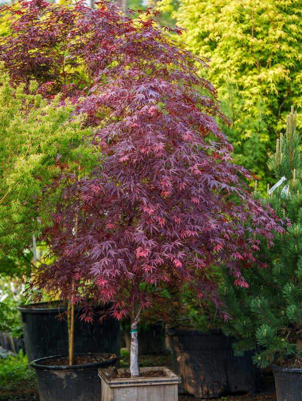 Pung Kil Japanese Maple - Japanese Maple - Japanese Maples